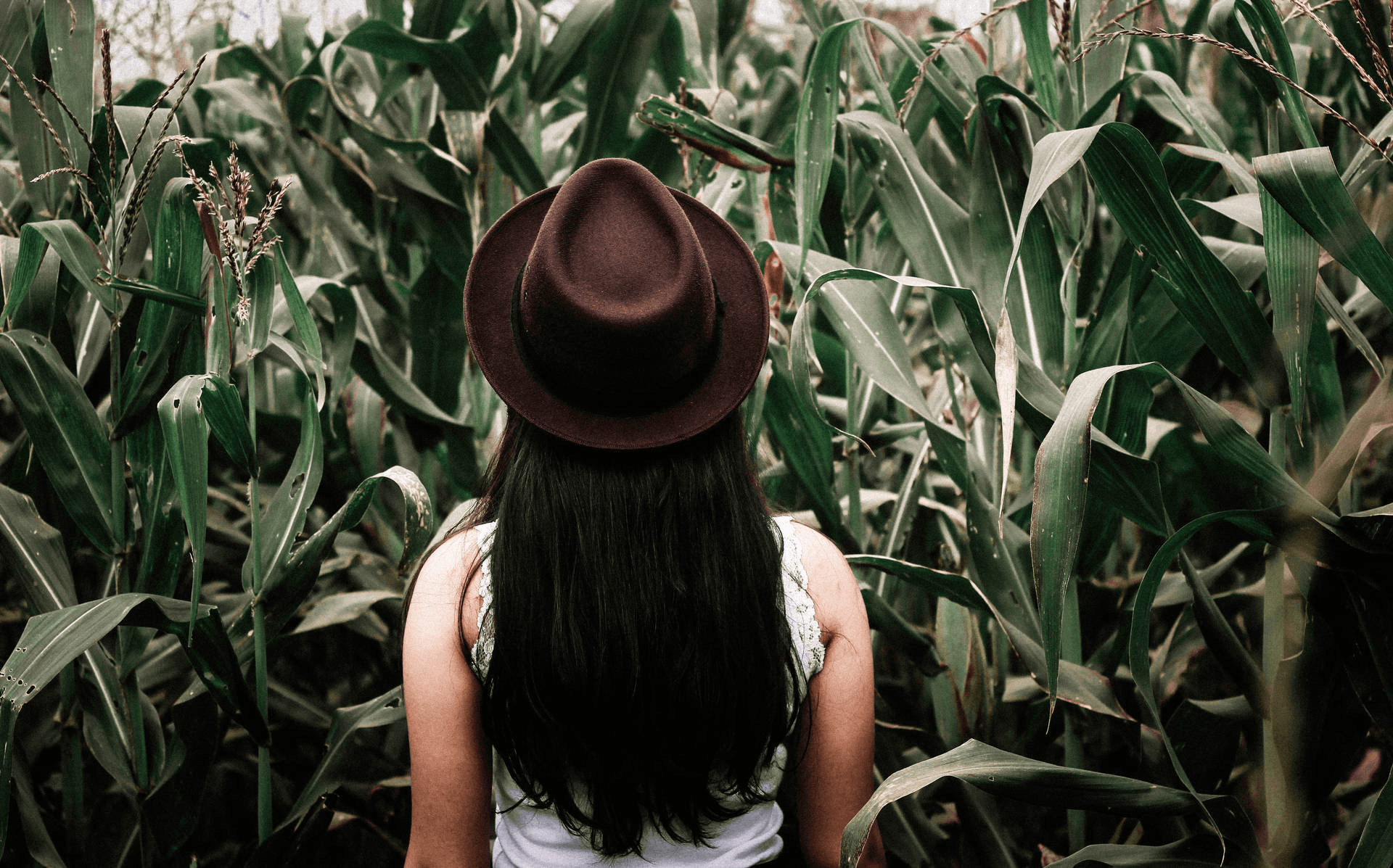 Person in corn field with VR headset